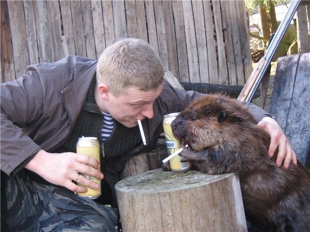 Курва Бобр