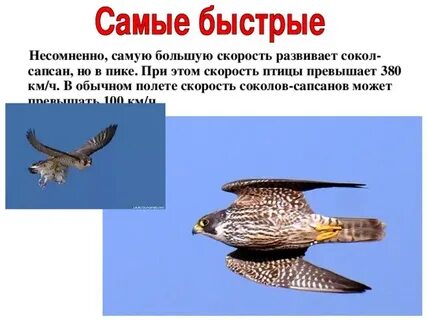 Сокол очень быстрый