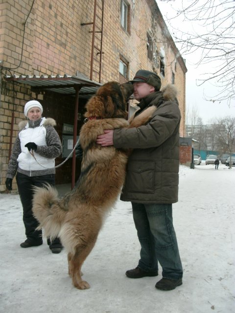 С таким песиком ей не страшно гулять ночью одной