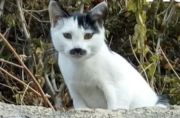 Просто кот