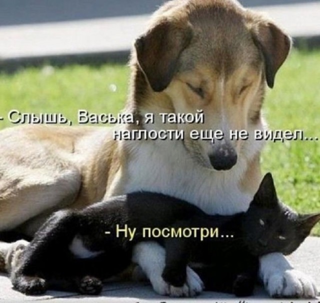 К котовторнику: подборка картинок-баянов с котиками и про котиков. Выпуск 12