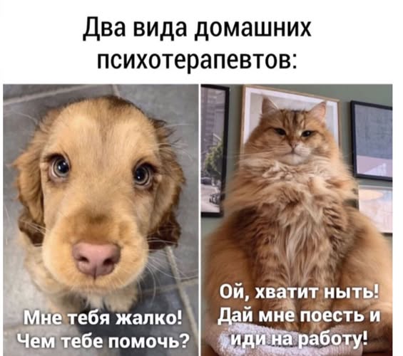 Веселое настроение в картинках