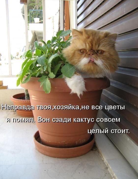 Аспарагусы