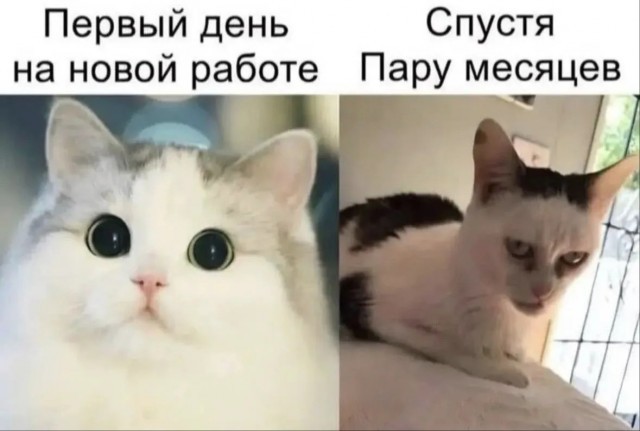Картинки для деградации 233 (разной степени свежести)