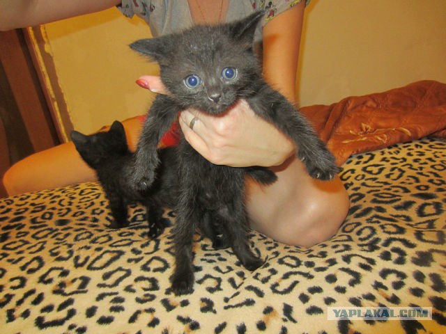 Плоды толерантности