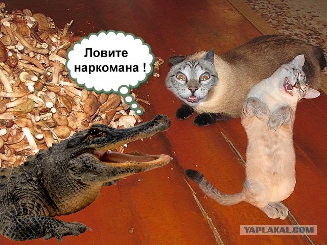Не всем грибы одинаково полезны!