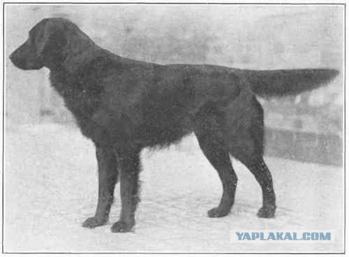 О, my dog