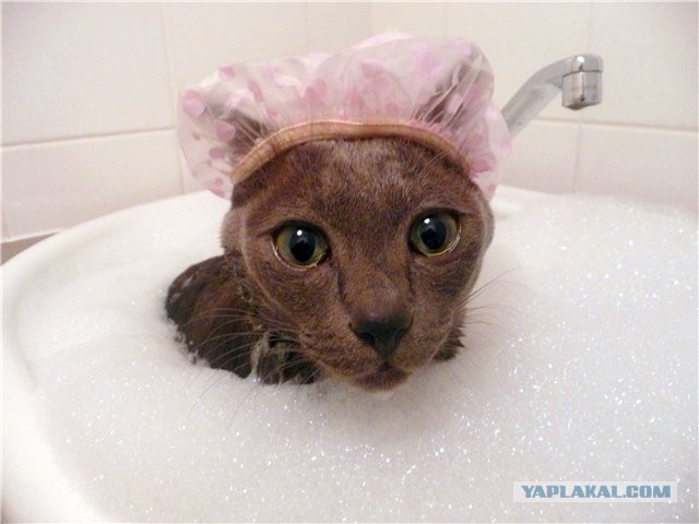 Сегодня мыли котов :3