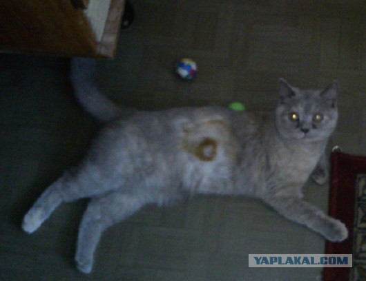Котовторник 17.06.2014