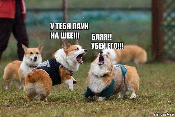 Смешные картинки и комментарии