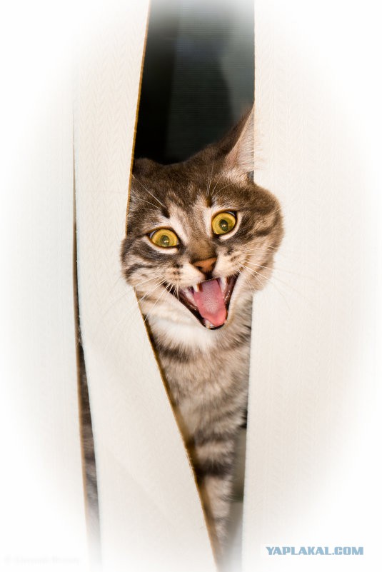 А у тебя есть фото твоей зевающей котейки ?