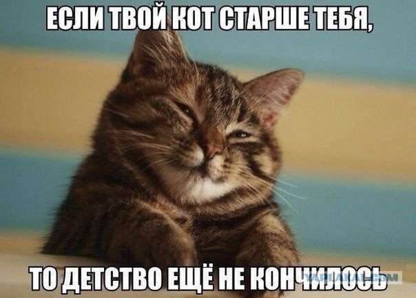 Котовторник 25.11.2014