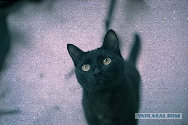 Персональные фотографии животных.