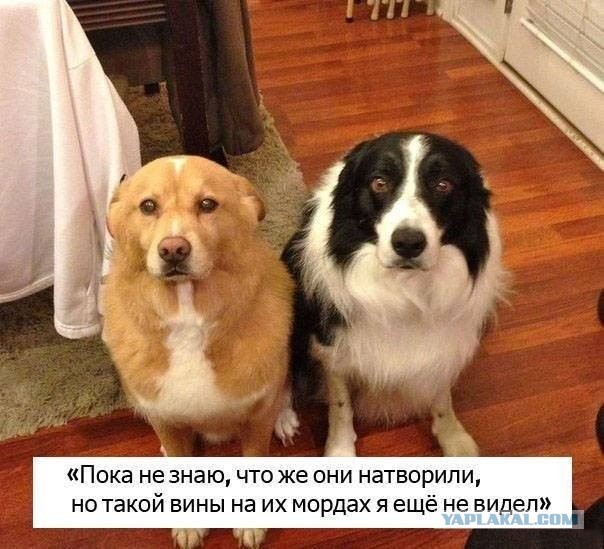 Картинок пост