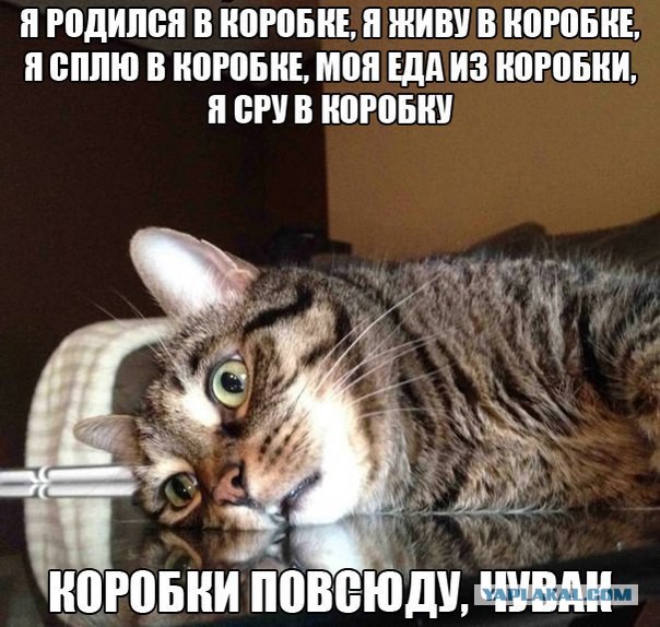 А ты играй, играй котейка!