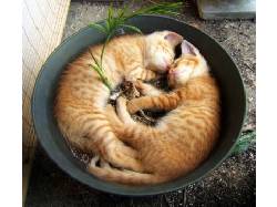 Котята тоже могут спать где угодно!