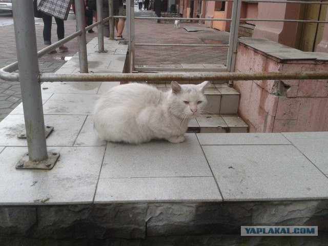 Котовторник  21.07.2015