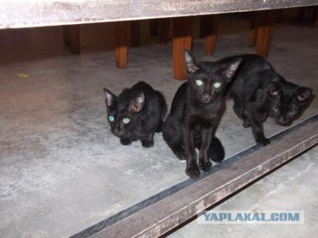 Котовторник 29-09-2015,