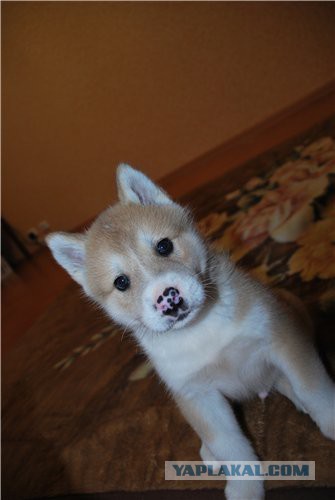 Собакочетверг же, ау!