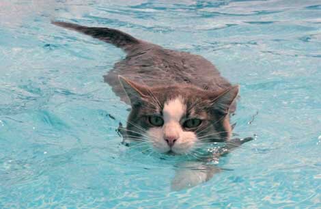 Захотел искупать кота