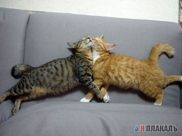 Коты, кошки, котята