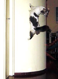 Коты, кошки, котята