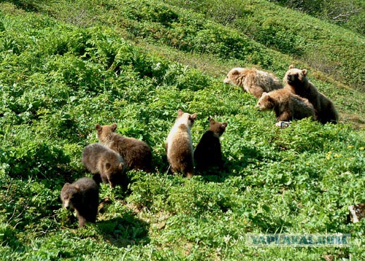 Медведи Камчатки