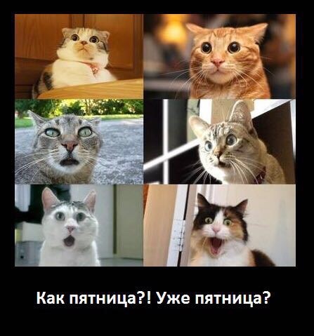 Прикольные картинки