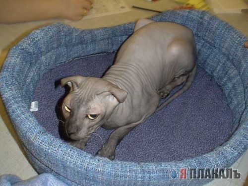 А вот и котовторник!
