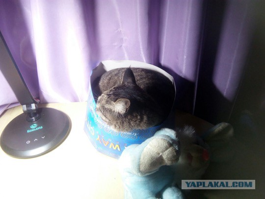 Котовторник 28.06.2016