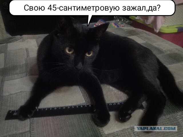 ЯП-конкурс: Замерь кота