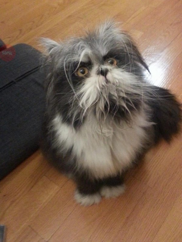Коты из сети