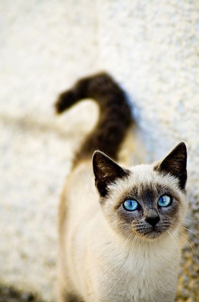 Коты из сети