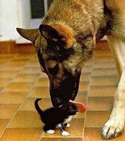 Коты из сети