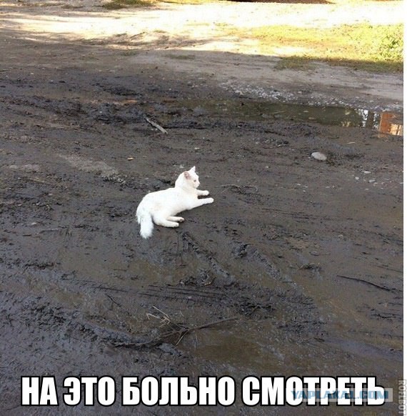 20 Смешных пикч
