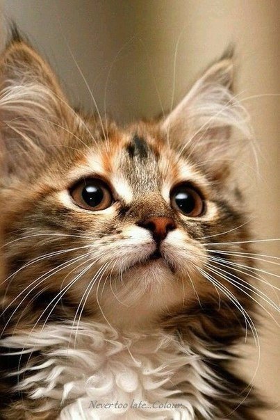 Коты из сети