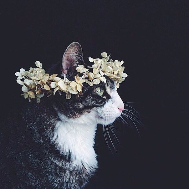 Коты и Кошки