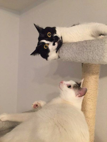 Коты и Кошки