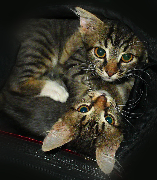Коты и Кошки