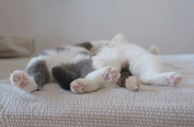 Коты и Кошки