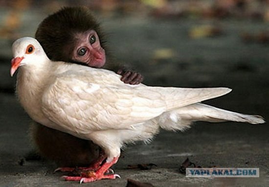 Необычные усыновления в мире животных.
