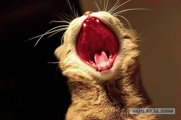 Котейкин вторник! Космический 12.04!
