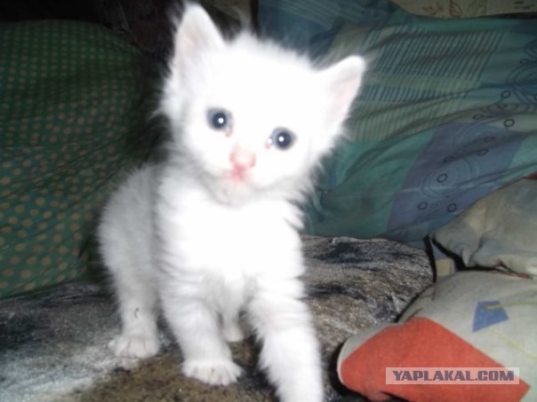 Котовторник!