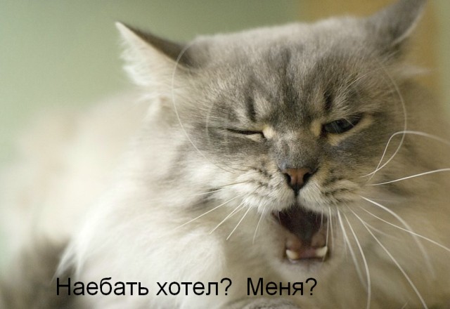 Тест на переживание со стороны котов