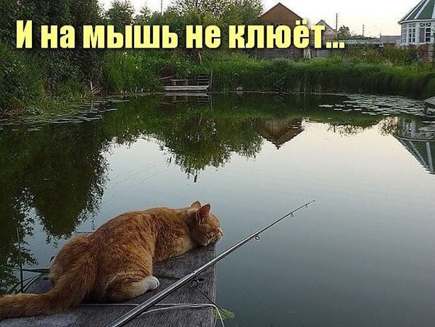 Прикольные картинки и фото с надписями и коментами 11.10.19