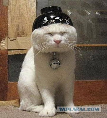Котэ всё равно