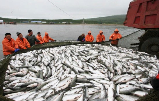 В Норвегии Александр поймал 35 русских лососей, которые могут стать угрозой для норвежских нерестовых рек