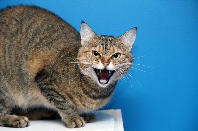 Прогнать кота невозможно