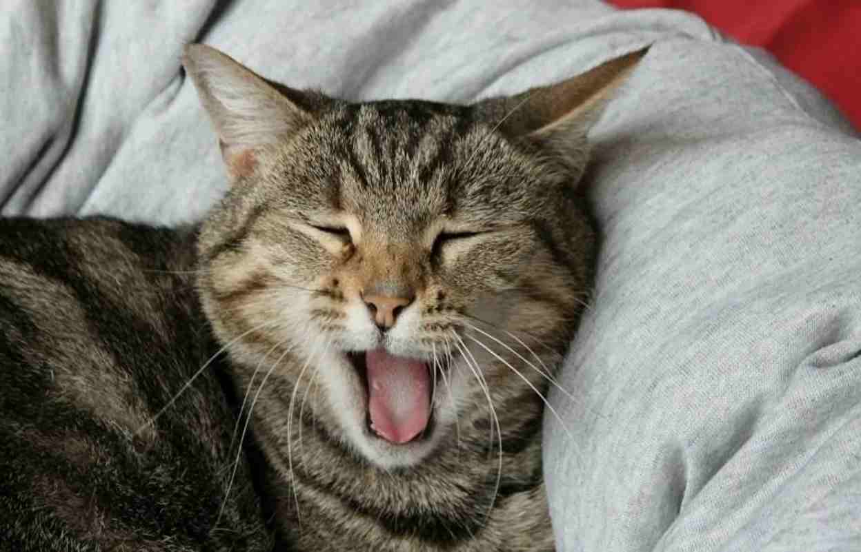 Оказывается, кошки зевают в присутствии нас — хозяев не просто так: 3  интересные причины - ЯПлакалъ
