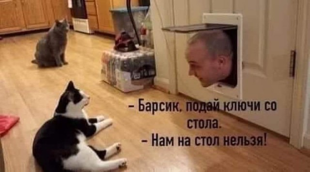 К котовторнику: подборка картинок-баянов с котиками и про котиков. Выпуск 3.